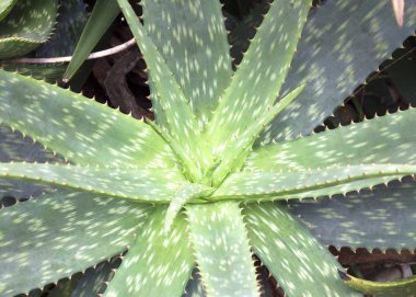 Aloe.