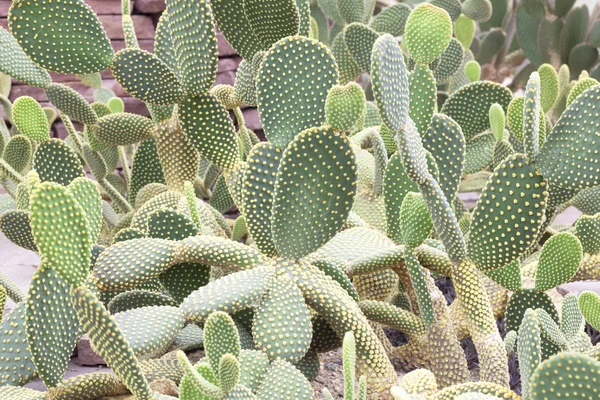 Opuntia rufida Cactaceae — Fotografia de Stock