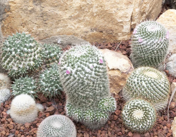 サボテンの植物のグループ — ストック写真