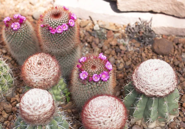 Grupo de plantas de cactus —  Fotos de Stock