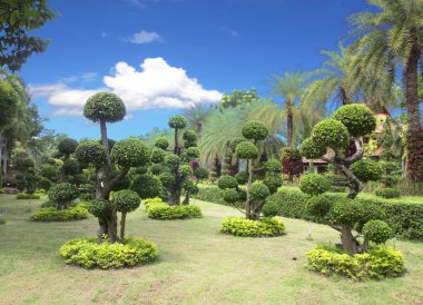 Bonsai ağaç bahçe