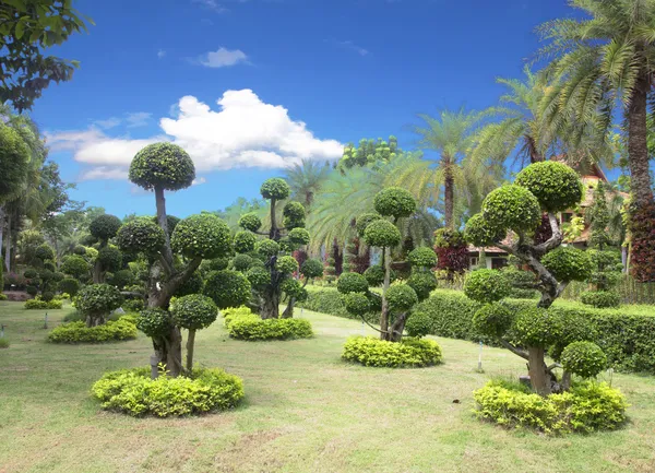 Bonsai-Baumgarten — Stockfoto