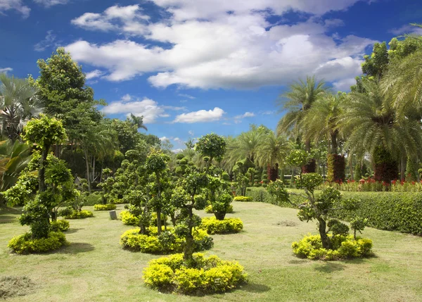 Сад бонсай — стоковое фото