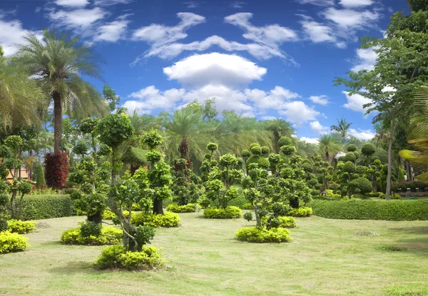 Natürlicher Bonsai-Baumgarten — Stockfoto