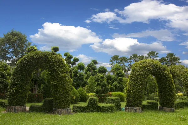 Natural bonsai tree garden — Stock Photo, Image