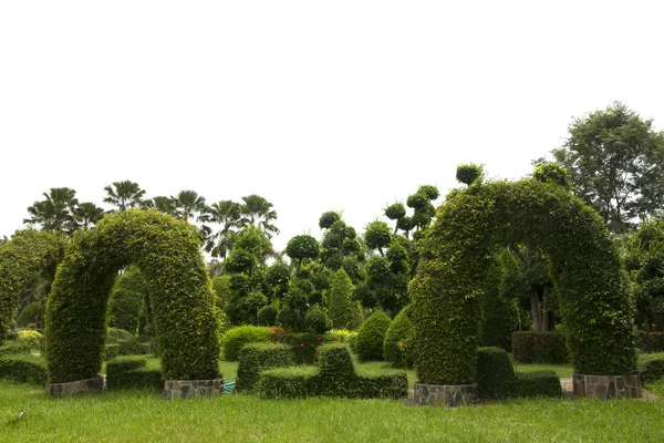 Natural bonsai tree garden — Stock Photo, Image