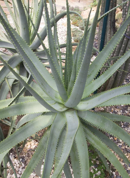 Aloe vera rostlina — Stock fotografie