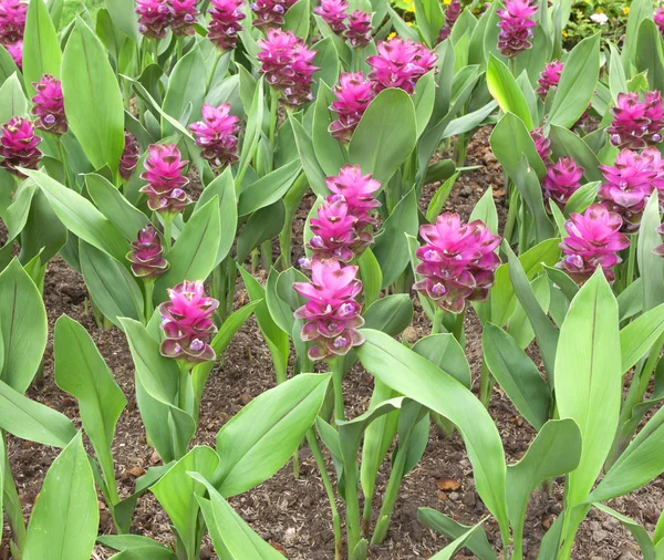 サイアム チューリップの花のフィールド — ストック写真