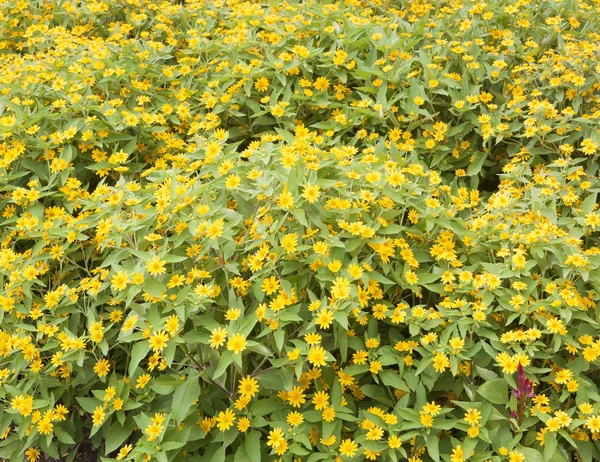 Flor jardín amarillo — Foto de Stock