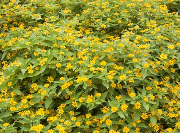 Virág kert sárga — Stock Fotó