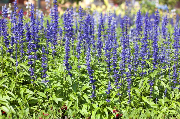 Salia azul — Fotografia de Stock