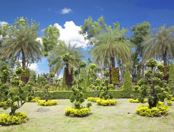 Giardino naturale di bonsai — Foto Stock