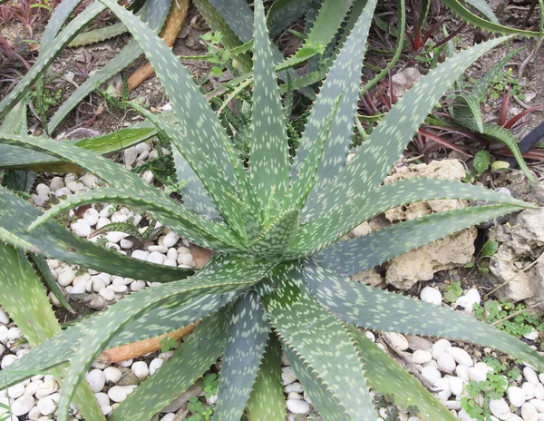 Aloe vera - léčivé rostliny — Stock fotografie