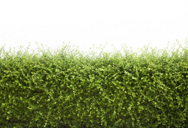 Bushes fence leaves green  clipart