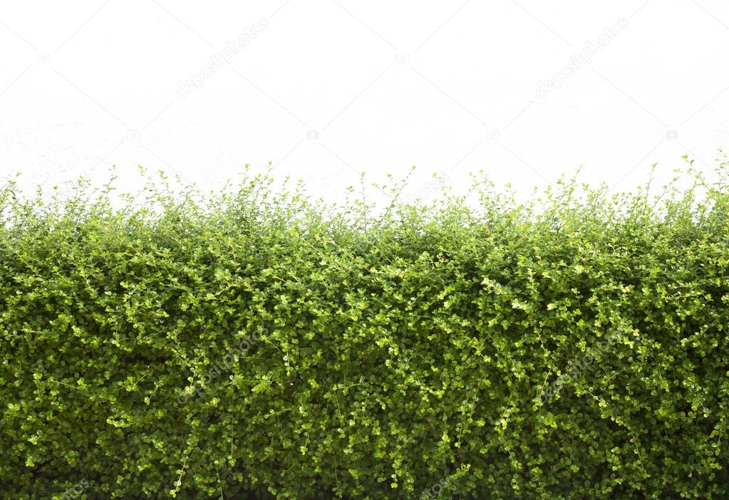 Bushes fence leaves green 