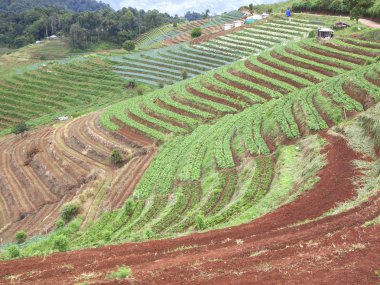 tarım arazileri tepeler merdiven