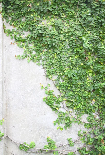 Groene klimplant — Stockfoto
