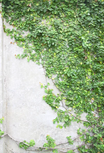 Creeper vert — Photo