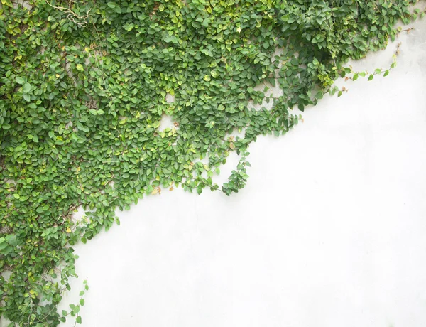 Groene klimplant — Stockfoto