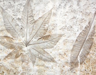 Leaf cement clipart