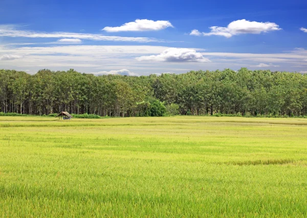 Gelbe Reisfelder Erntezeit — Stockfoto