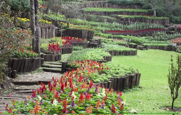 Jardines públicos y arbustos vegetación y flores . — Foto de Stock