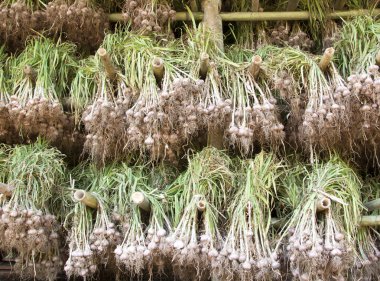 taze soğancık soğan