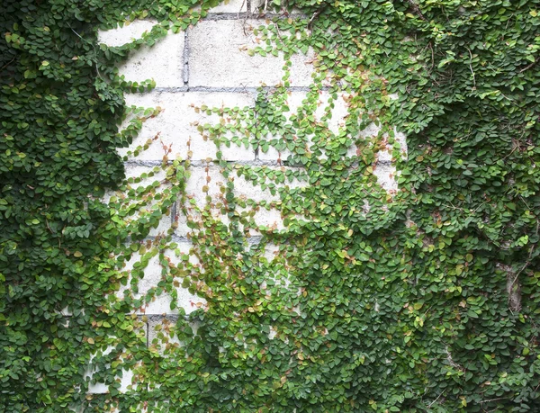 Grüne Schlingpflanze — Stockfoto