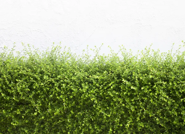 Bushes fence leaves — Stock Photo, Image