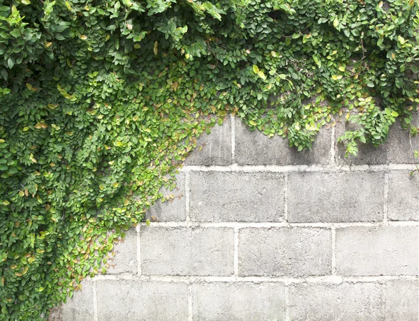 Grüne Schlingpflanze — Stockfoto