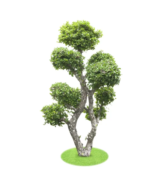 Albero di Bonsai — Foto Stock