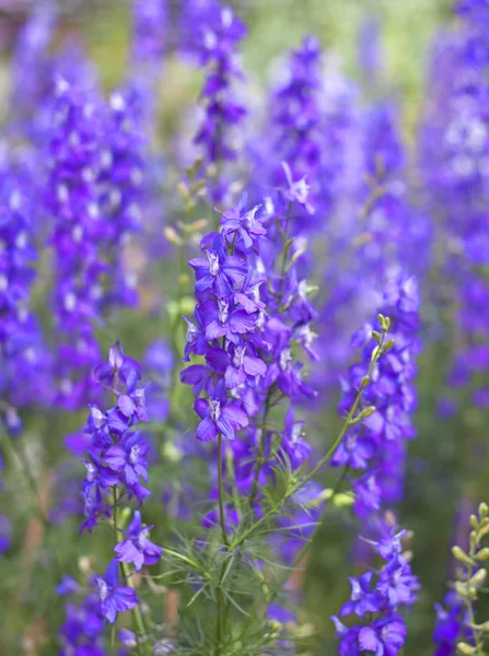Violette Blüten. — Stockfoto