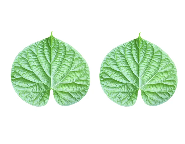 Green leaf — Stock Photo, Image