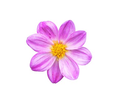 Dahlia arka plan dokusu