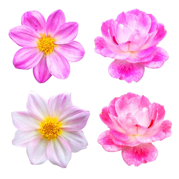 Rosa rosor och dahlia. — Stockfoto