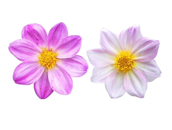 Fiore di dalia rosa naturale — Foto Stock