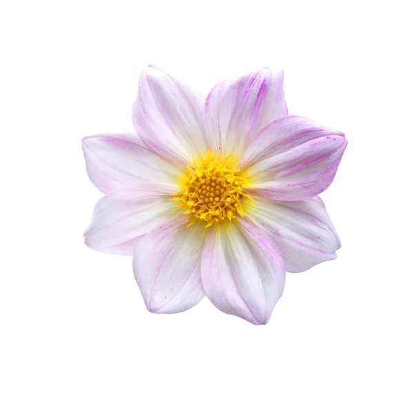 Dahlia background texture — Stock Photo, Image