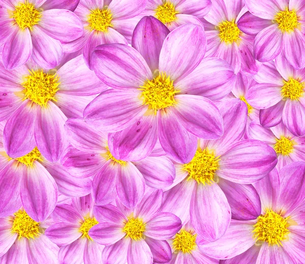 Dahlia background texture — Stock Photo, Image