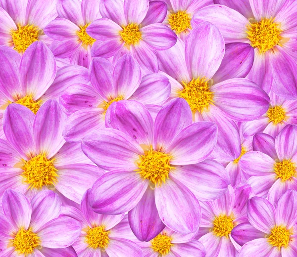 Dahlia background texture — Stock Photo, Image