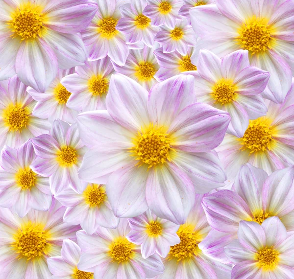 Textura pozadí Dahlia — Stock fotografie