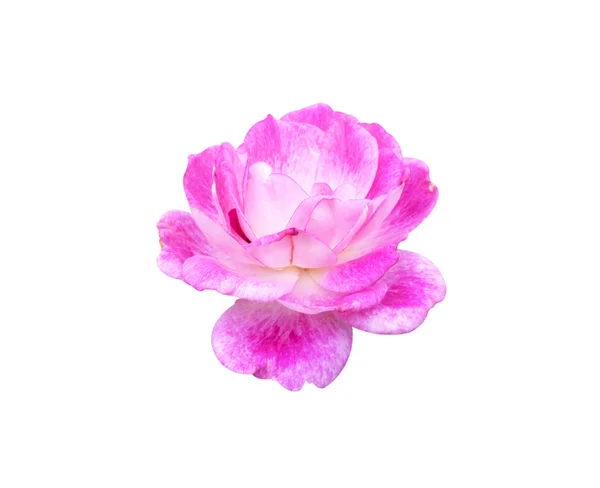 Rose fleurs roses — Photo