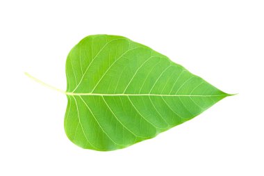 Yaprak bodhi yaprağı beyaz arkaplanda izole
