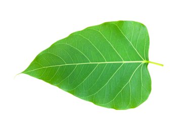 Yaprak bodhi yaprağı beyaz arkaplanda izole