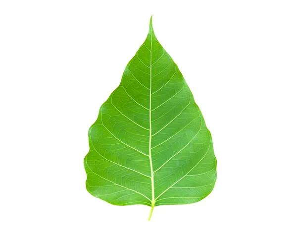 Leaf Bodhi Leaf Isolated White Background — Stock Photo, Image