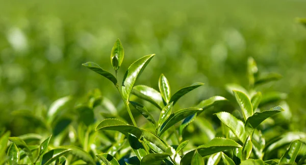 Świeże Liście Herbaty Bokeh Rozmyte Tło — Zdjęcie stockowe