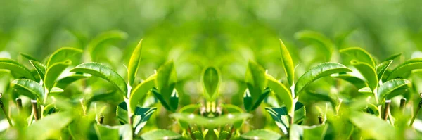 Świeże Liście Herbaty Bokeh Rozmyte Tło — Zdjęcie stockowe