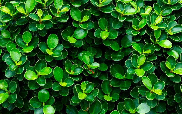 Koyu Yeşil Yaprak Tasarım Doğası — Stok fotoğraf