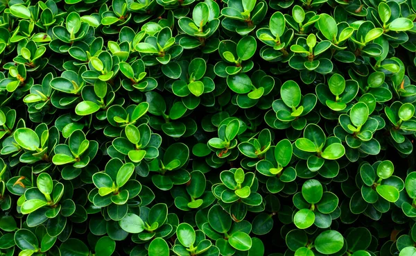 Koyu Yeşil Yaprak Tasarım Doğası — Stok fotoğraf