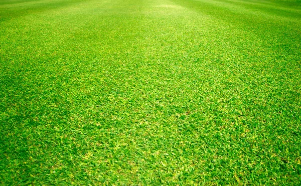 Green Grass Lawn Golf Course Background — Foto Stock