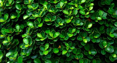 Dark Green Leaf Design nature background